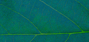 blue green leaf background